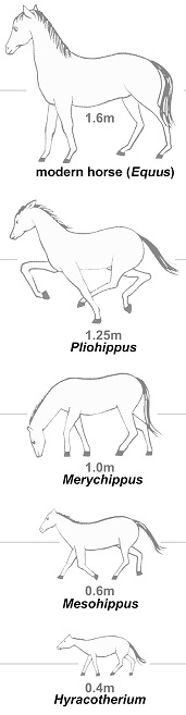 A series of images show how the horse evolved over 50 million years