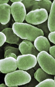 green blogs--bacteria under a microscope